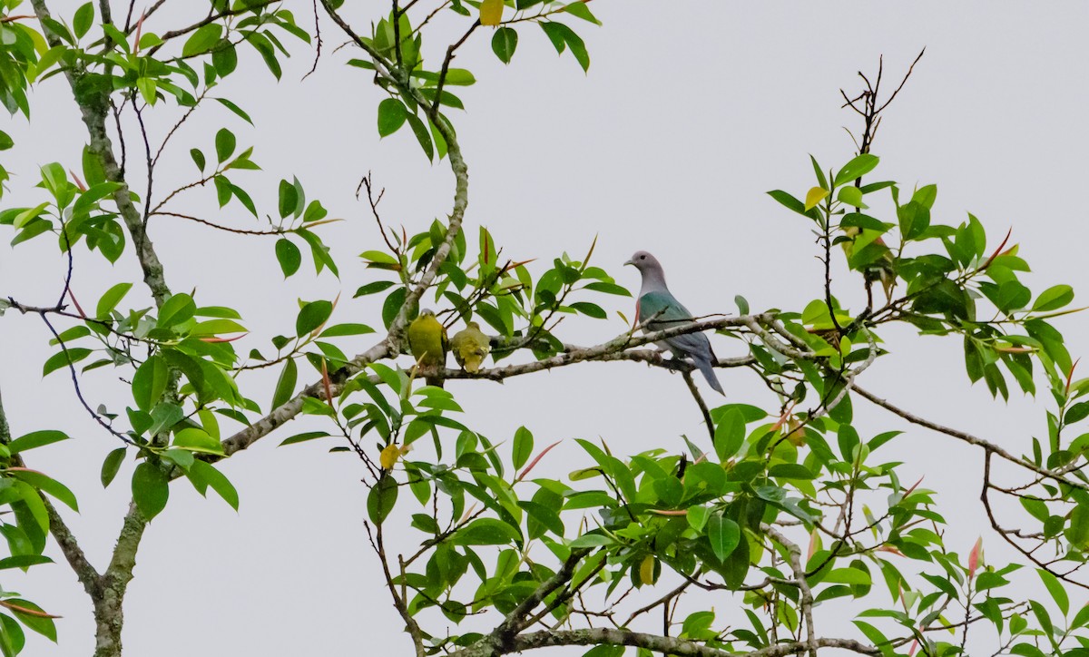 Green Imperial-Pigeon - ML618007386