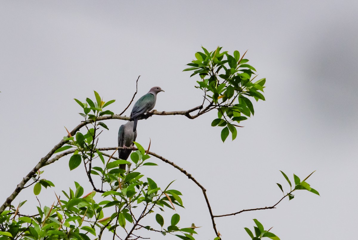 Green Imperial-Pigeon - ML618007387