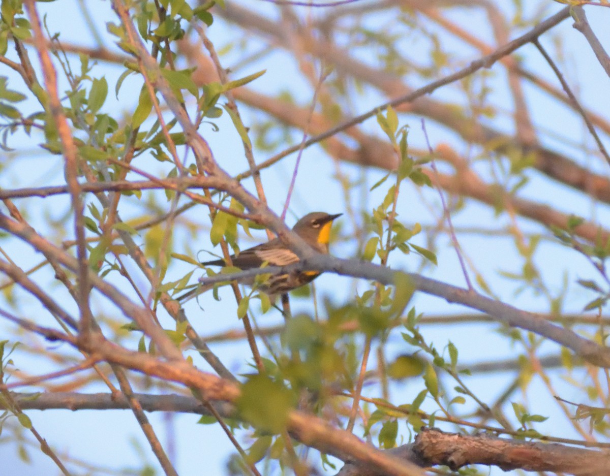 Yellow-rumped Warbler (Audubon's) - ML618007404