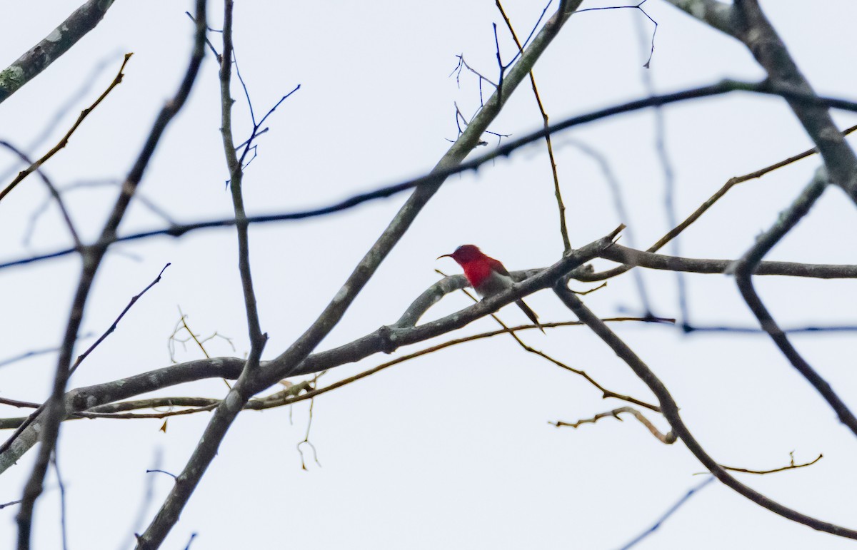 Crimson Sunbird - Arun Raghuraman
