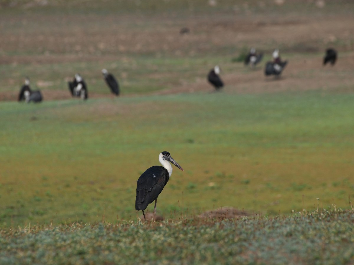 Asian Woolly-necked Stork - ML618007444