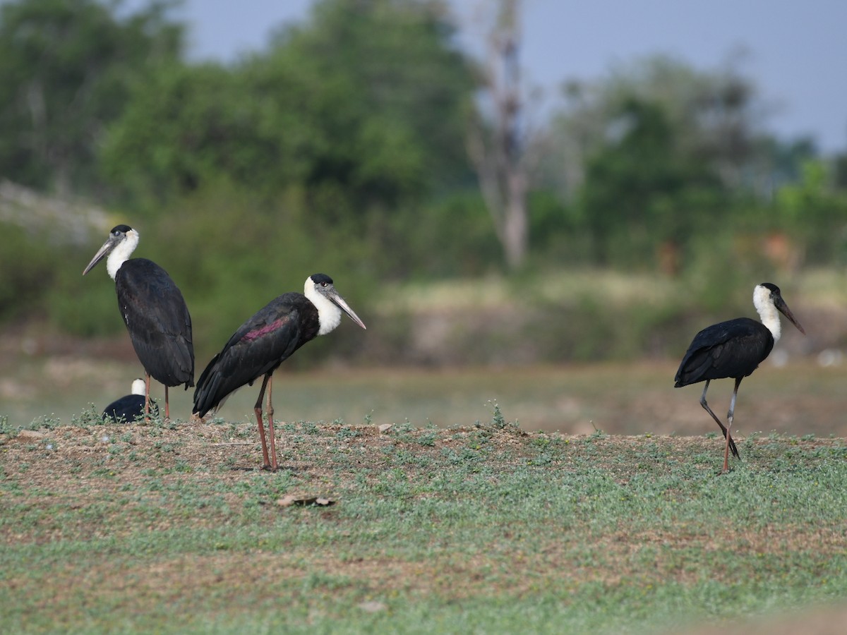 Asian Woolly-necked Stork - Ranjeet Chitrakar