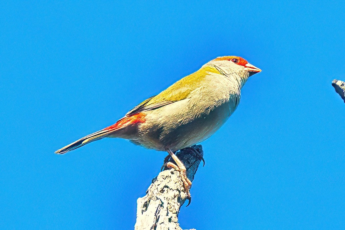 Red-browed Firetail - ML618007461