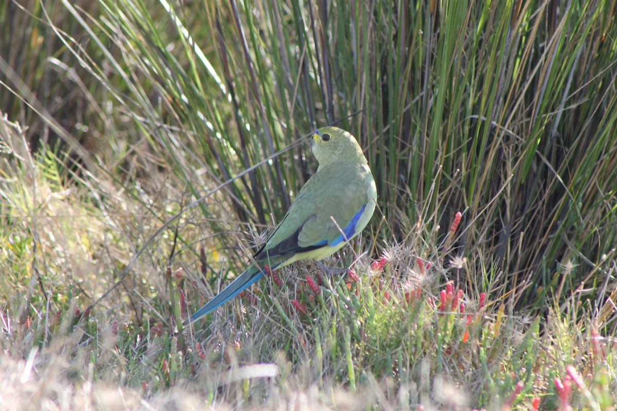 Blue-winged Parrot - ML618007475