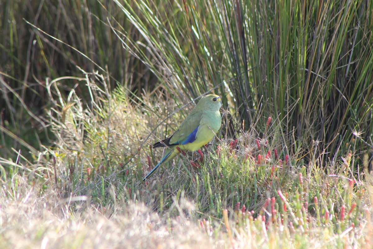 Blue-winged Parrot - ML618007477