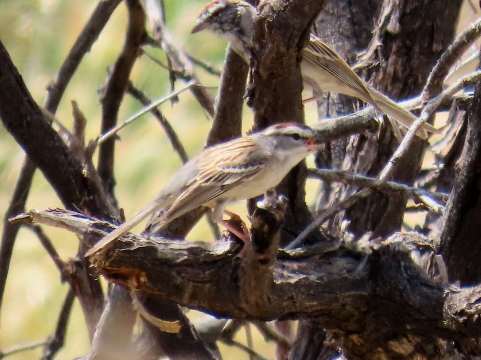 Chipping Sparrow - ML618007489