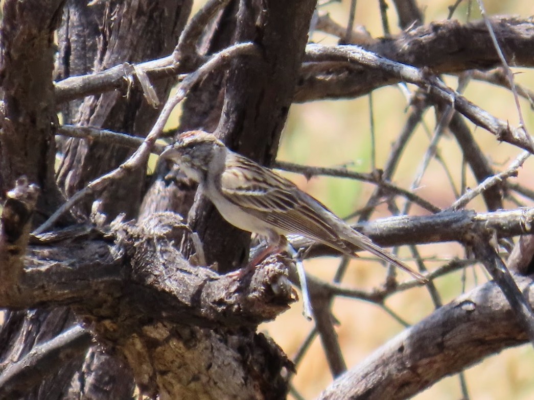 Chipping Sparrow - Daxton Bryce