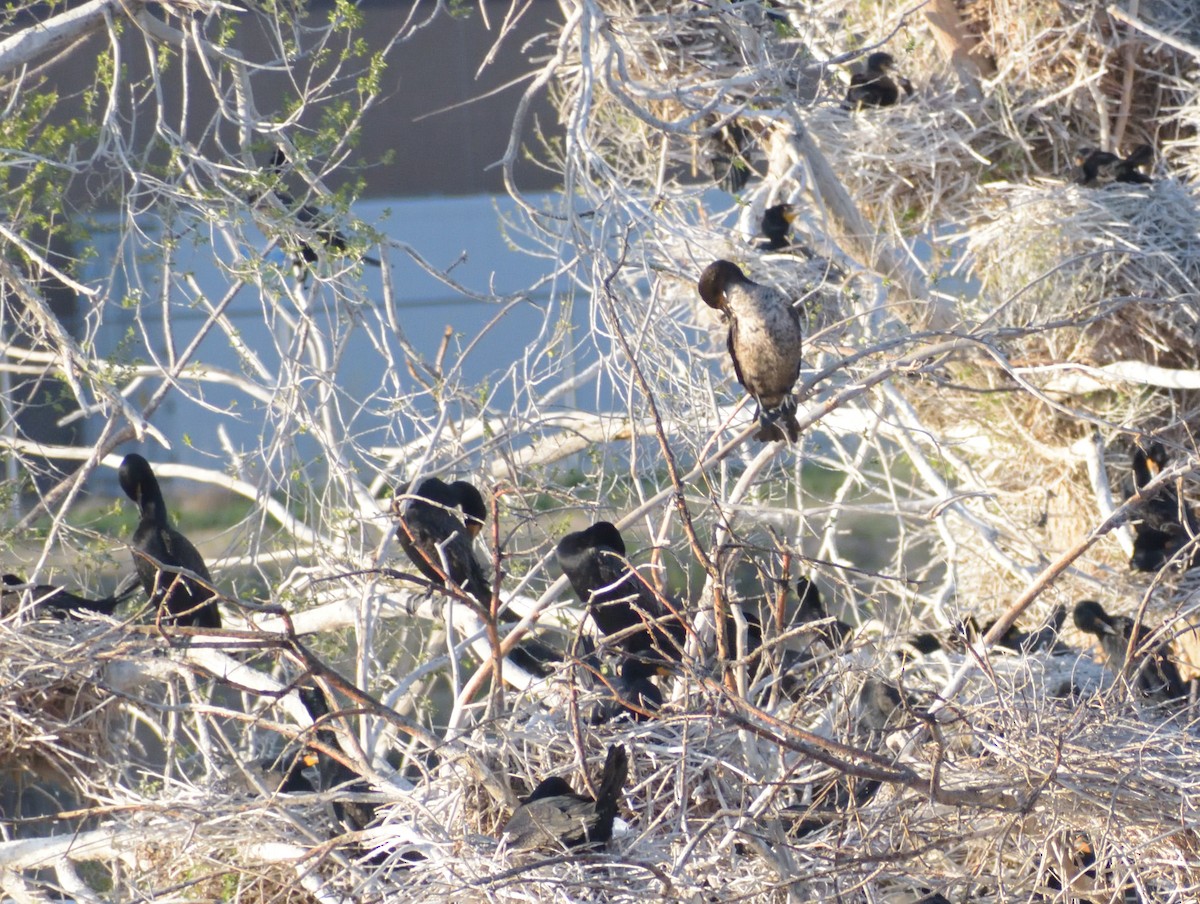 Double-crested Cormorant - Robert Tonge