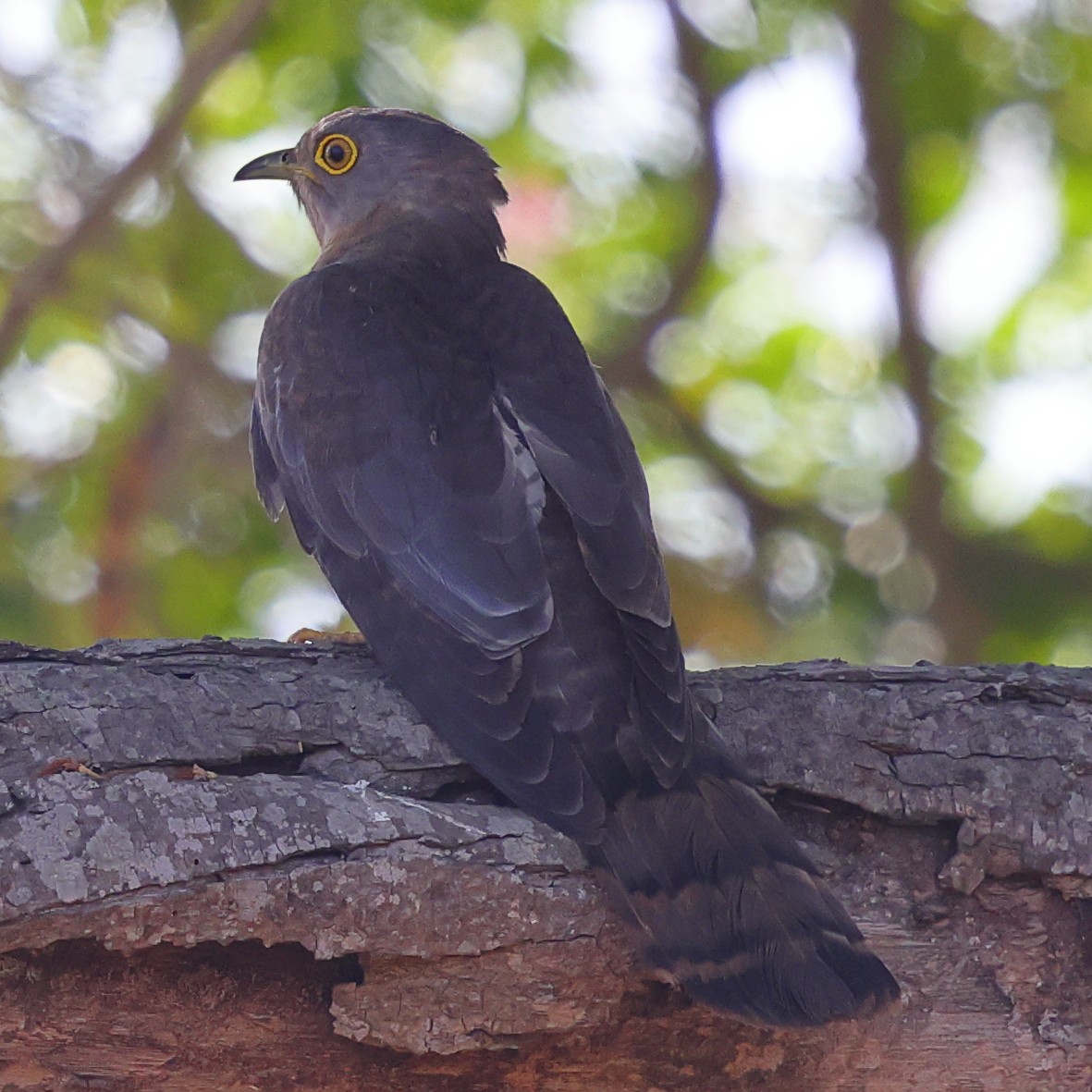 Common Hawk-Cuckoo - ML618007537