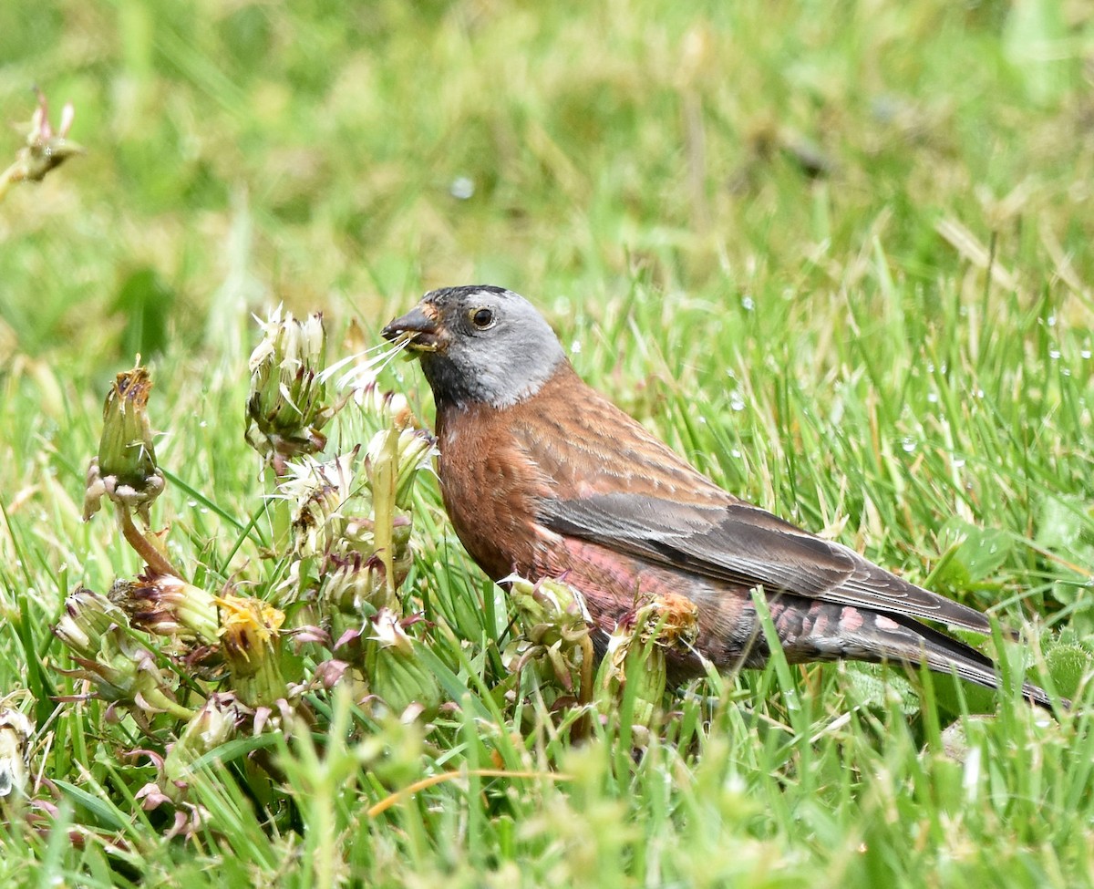 Gray-crowned Rosy-Finch - ML618007546