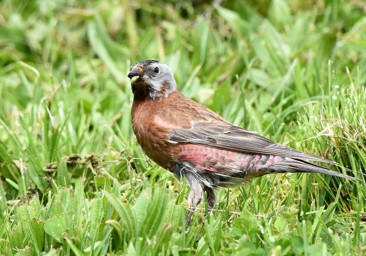 Gray-crowned Rosy-Finch - ML618007549