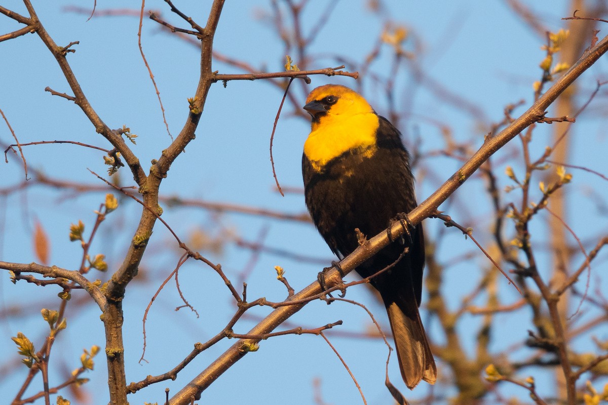 Yellow-headed Blackbird - ML618007554
