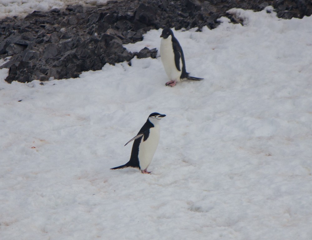 Chinstrap Penguin - Lindy Fung