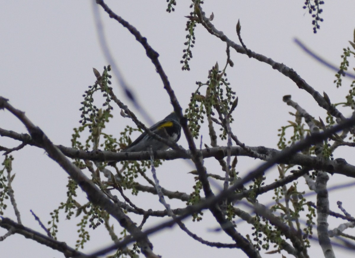 Yellow-rumped Warbler (Audubon's) - Robert Tonge
