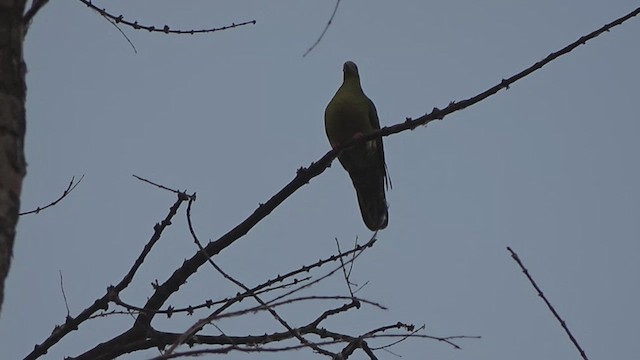 Wedge-tailed Green-Pigeon - ML618007604