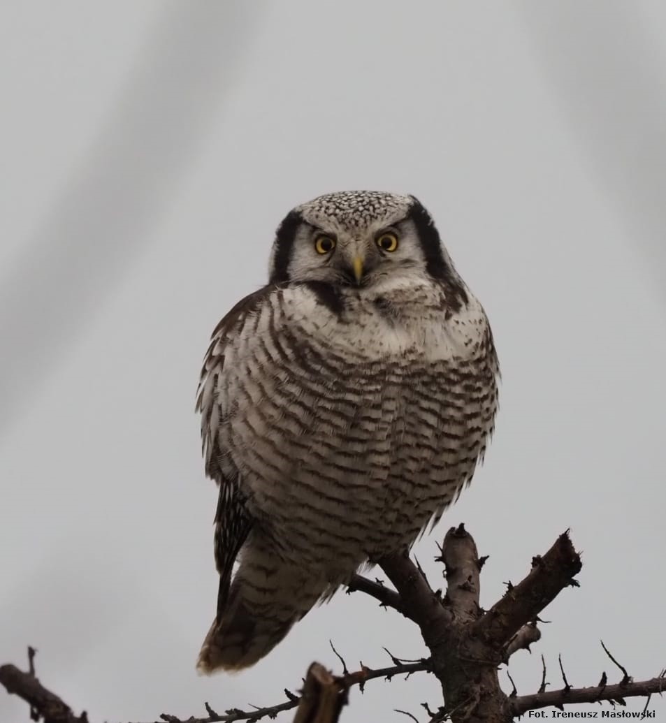 Northern Hawk Owl - Sławomir Niedźwiecki