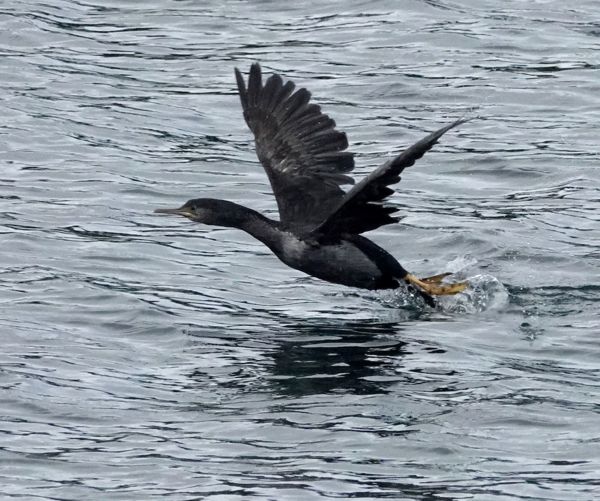 Spotted Shag - ML618007671