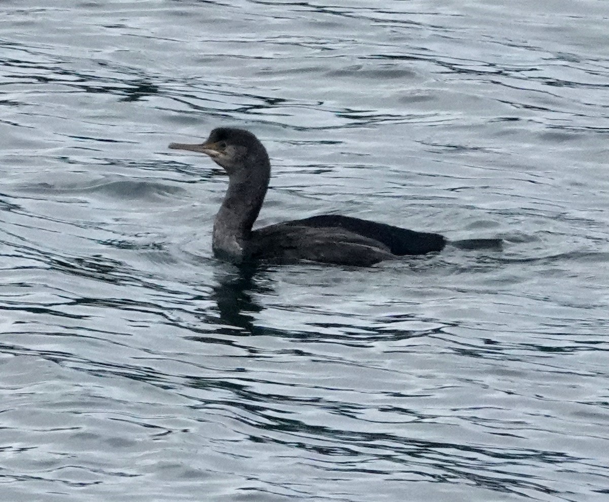 Spotted Shag - ML618007672