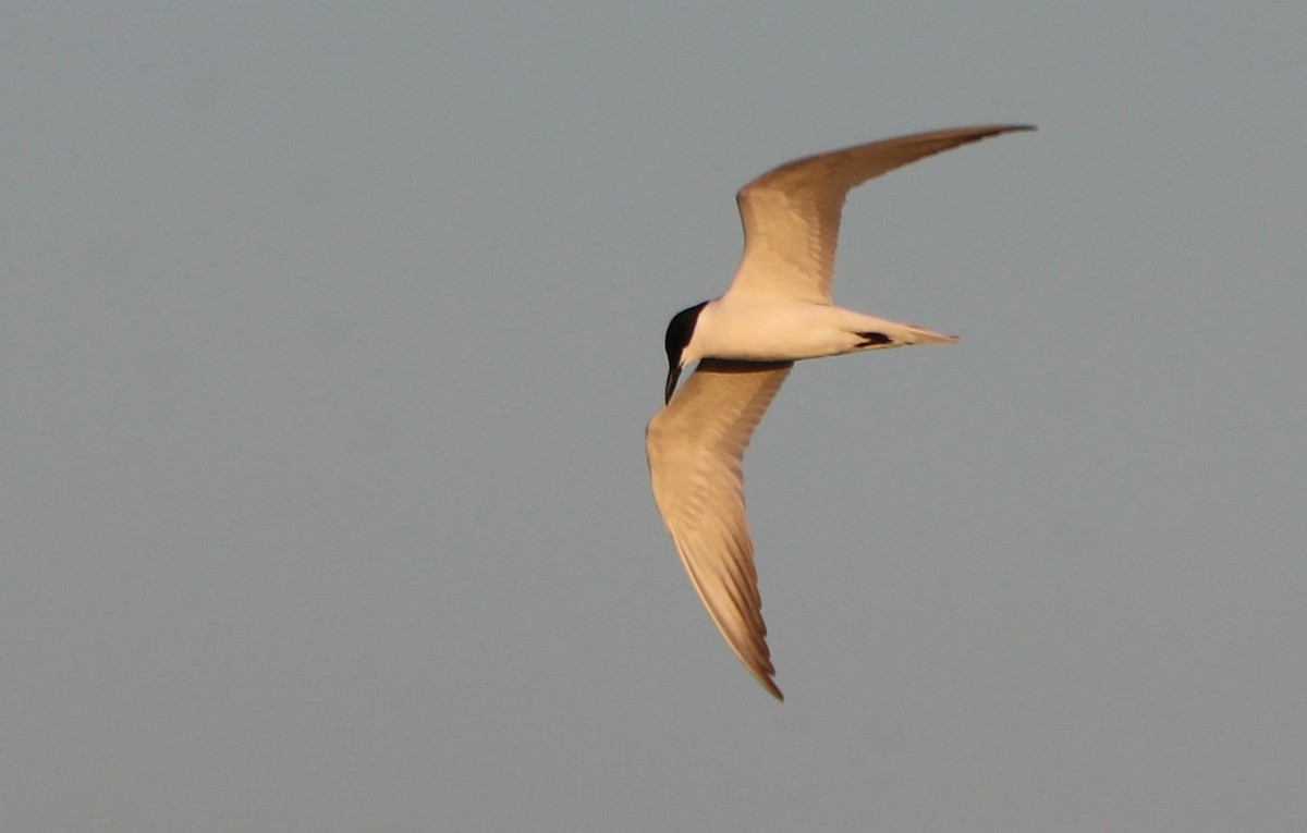 Gull-billed Tern - ML618007674