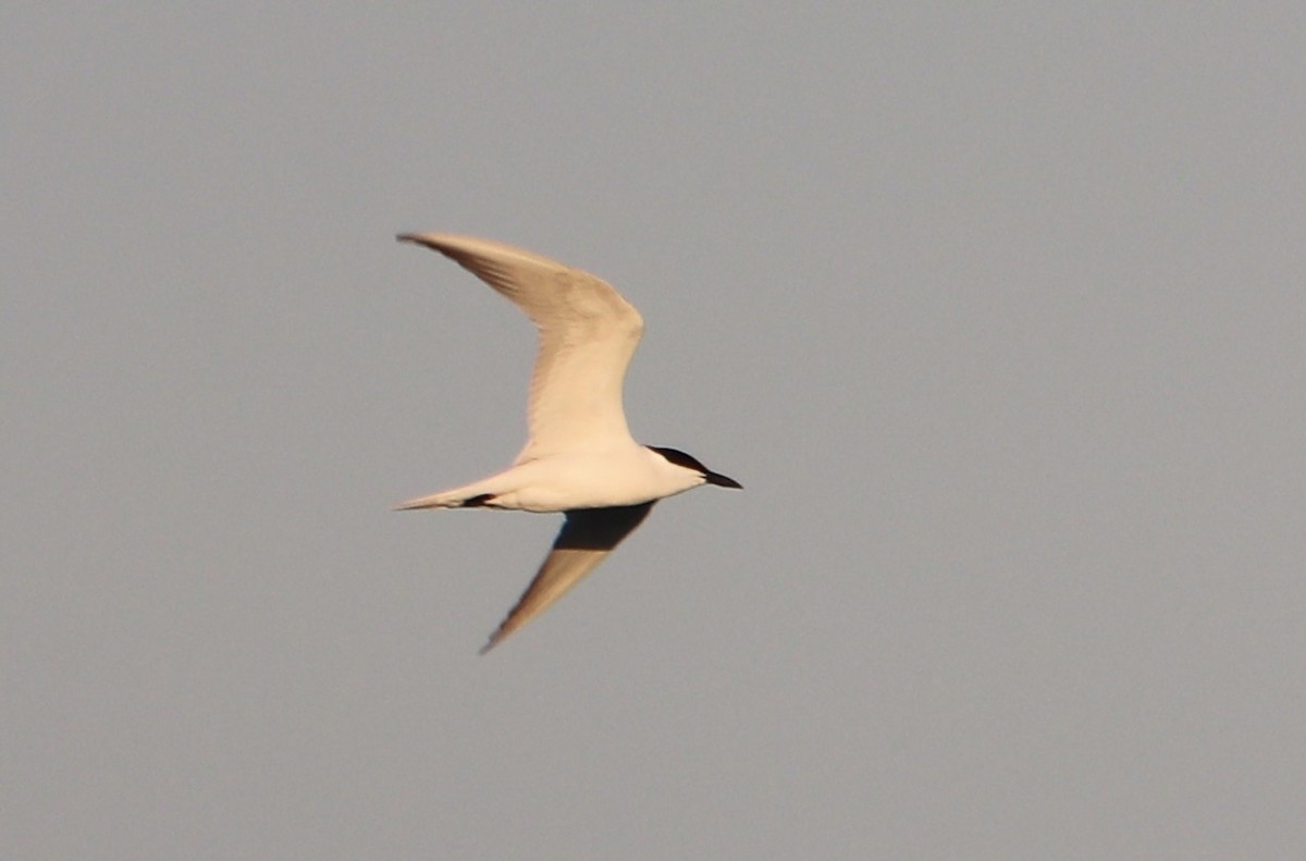 Gull-billed Tern - ML618007676