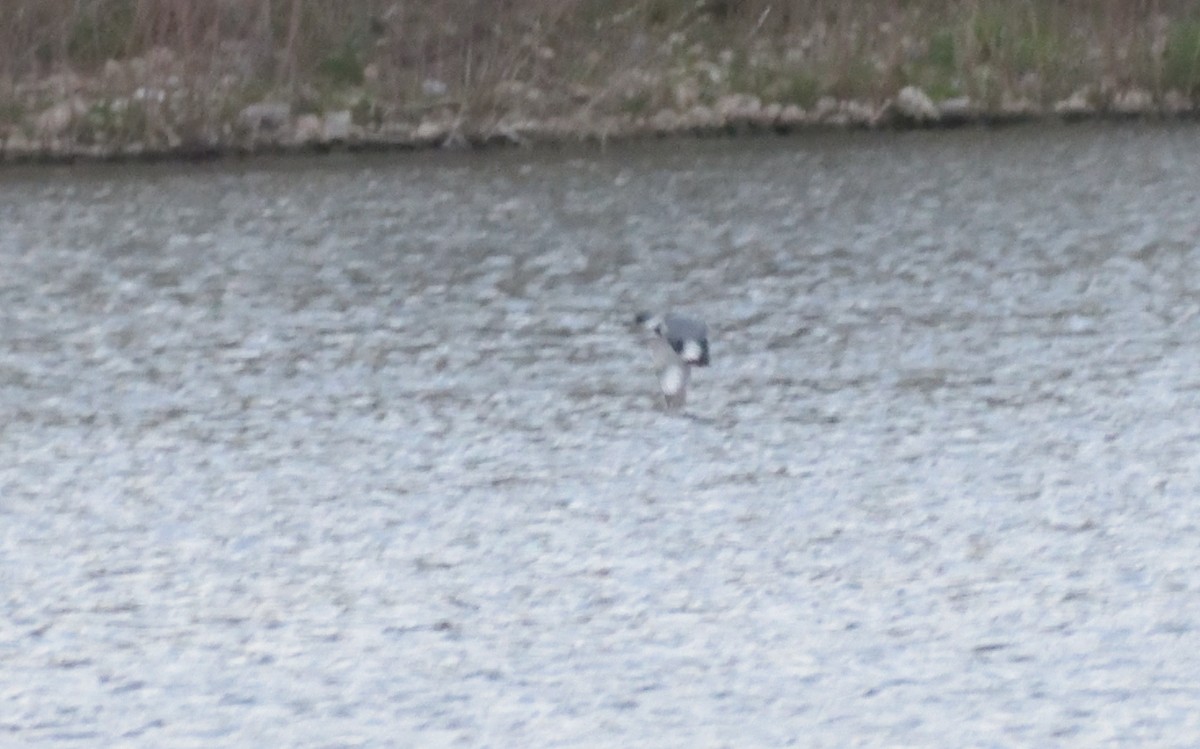 Belted Kingfisher - ML618007691
