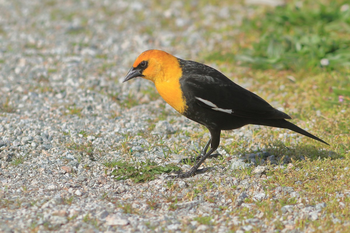 Yellow-headed Blackbird - ML618007708