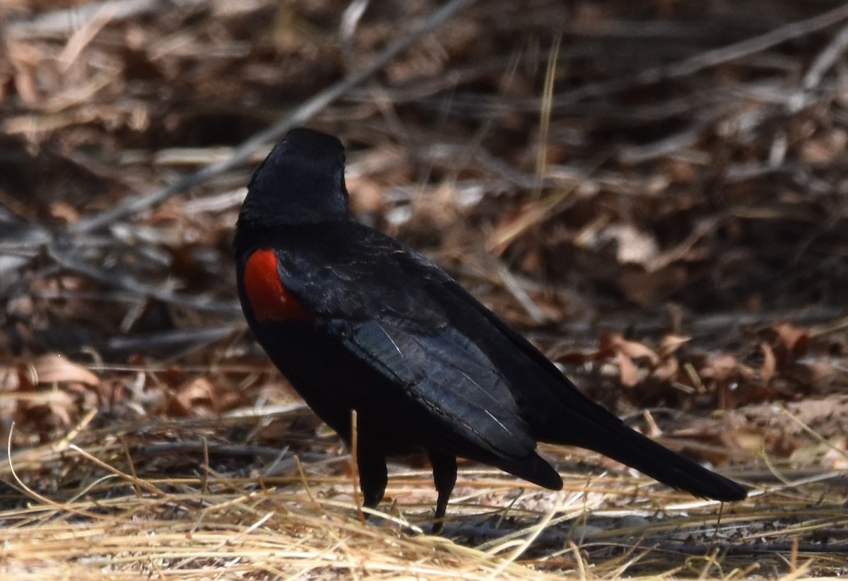Red-winged Blackbird - Colin Meusel