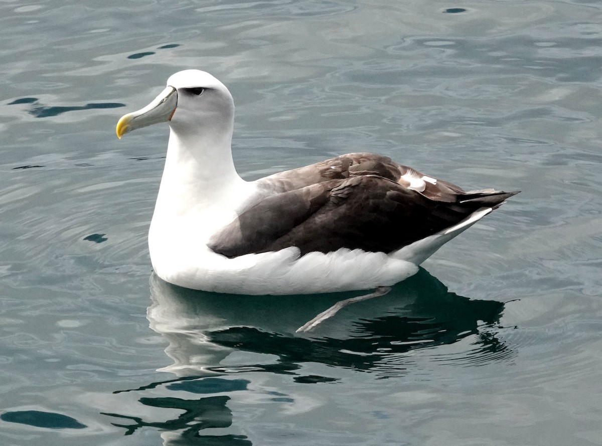 White-capped Albatross (steadi) - Peter Woodall