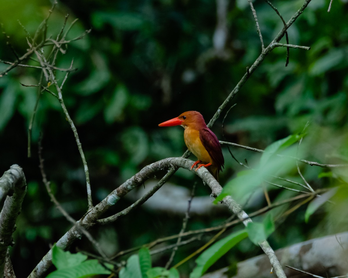 Ruddy Kingfisher - Arun Raghuraman