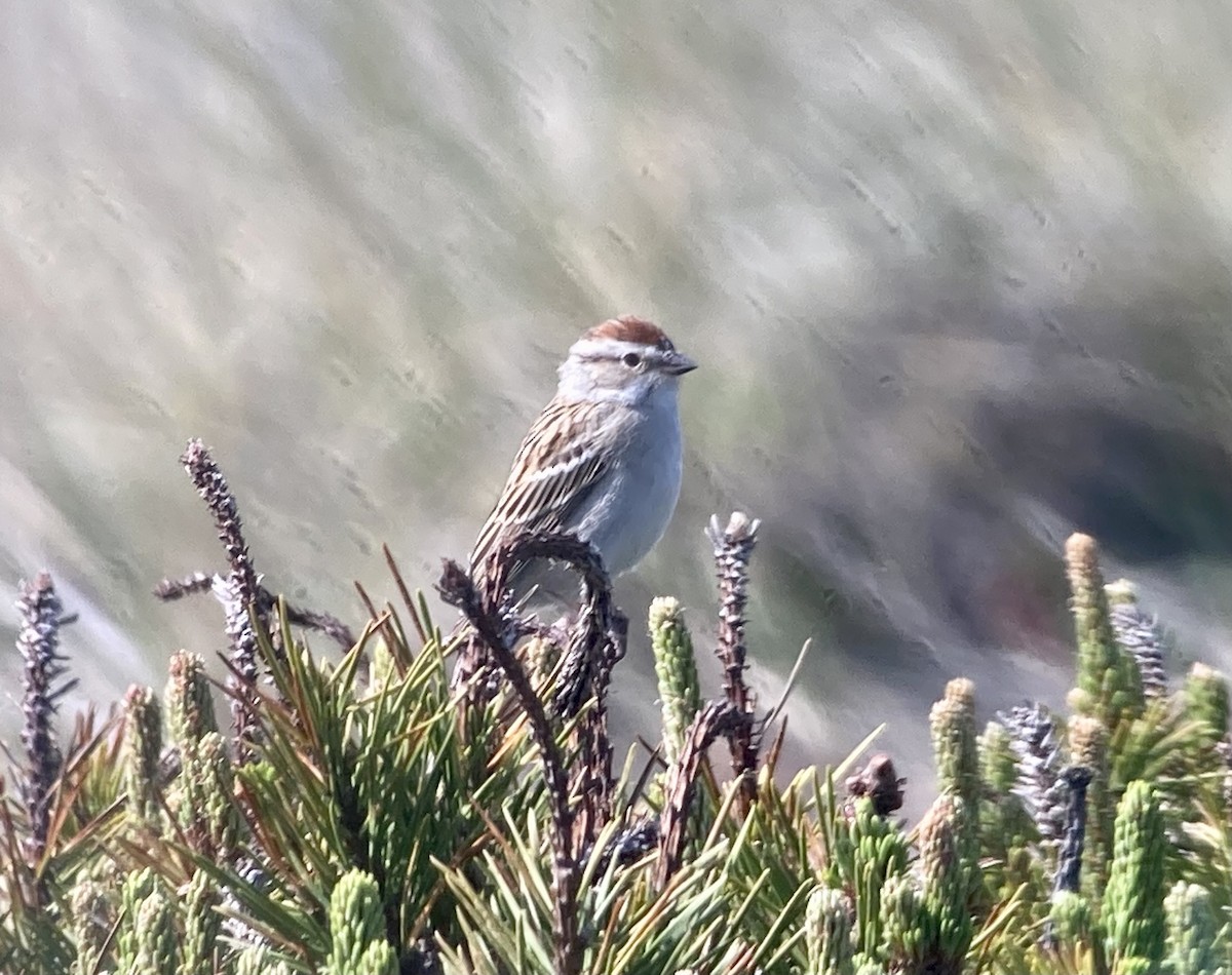 Chipping Sparrow - ML618007846
