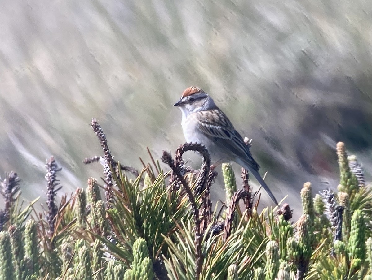 Chipping Sparrow - ML618007847