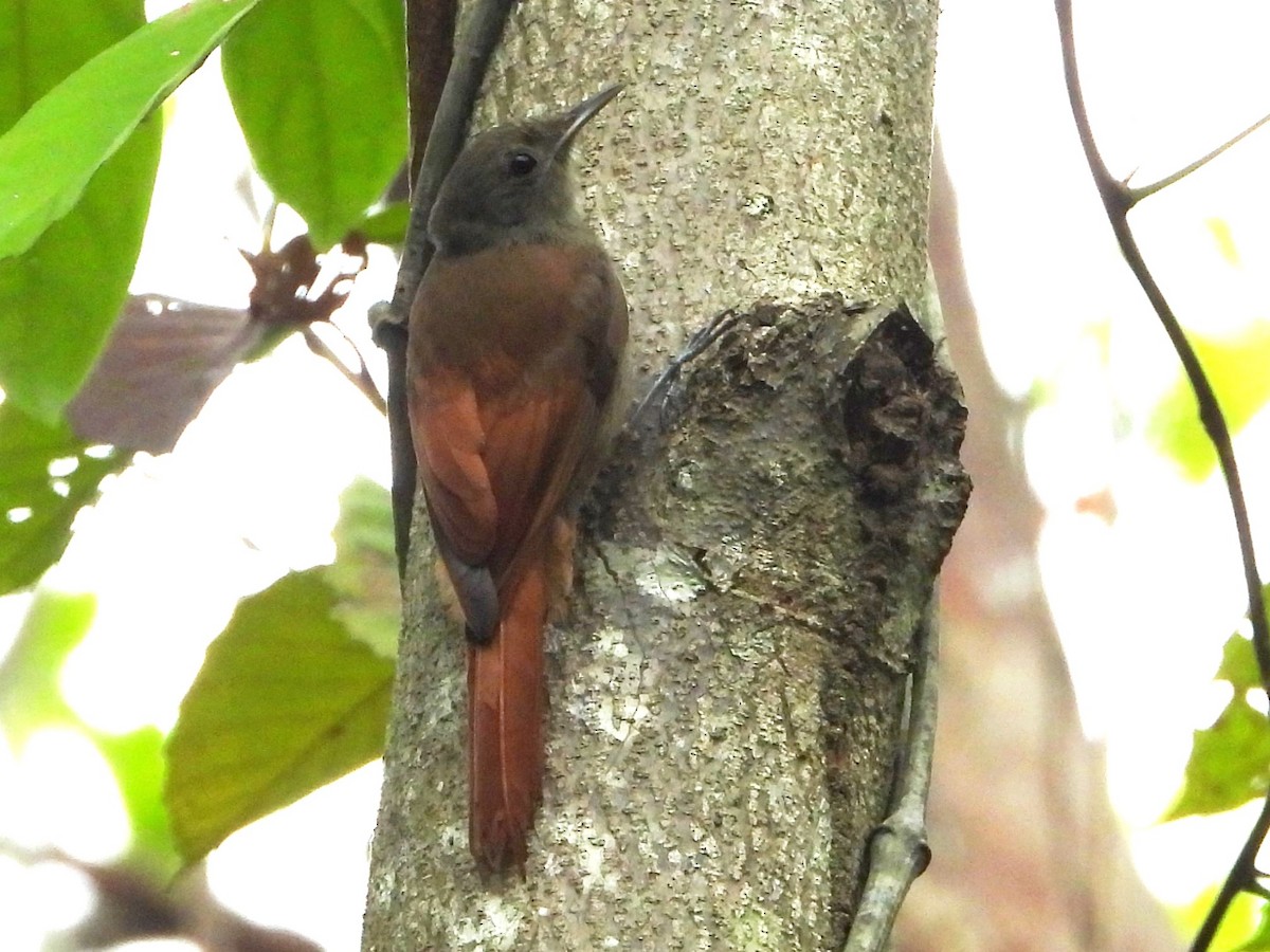 Olivaceous Woodcreeper - Mary Leigh