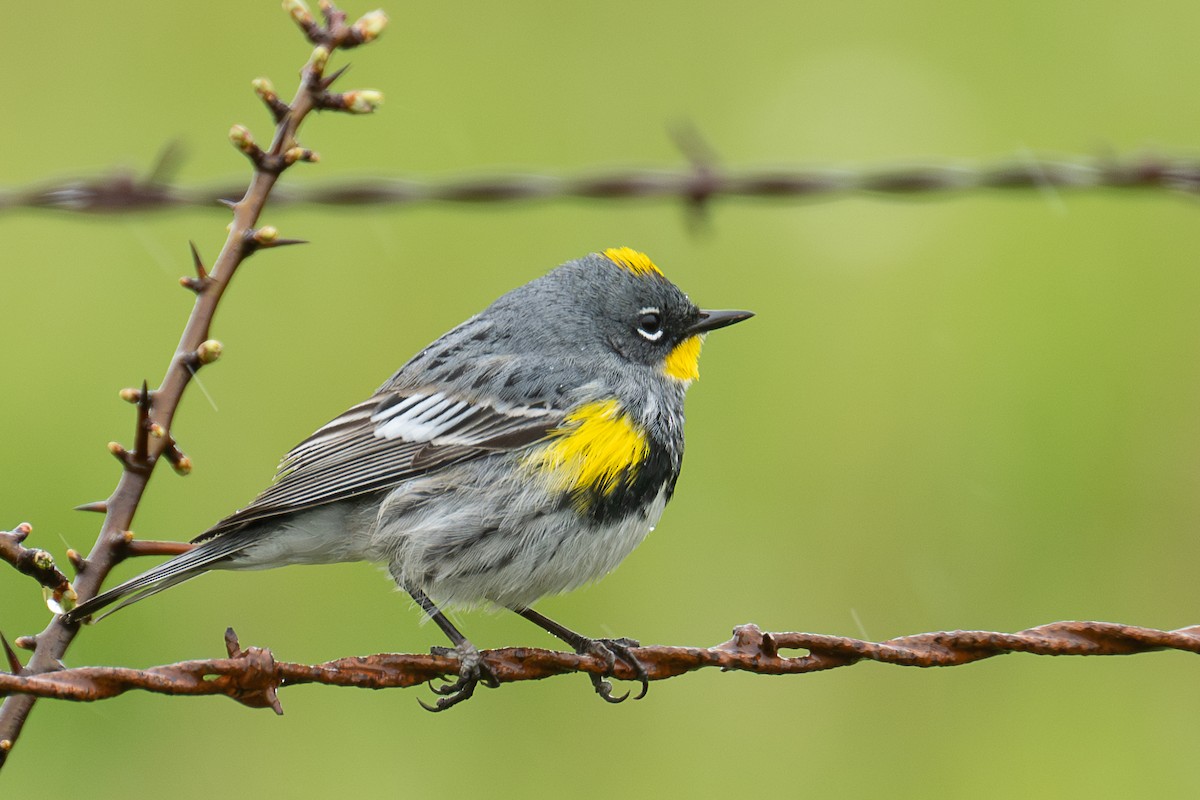 Yellow-rumped Warbler (Audubon's) - Ross Lockwood