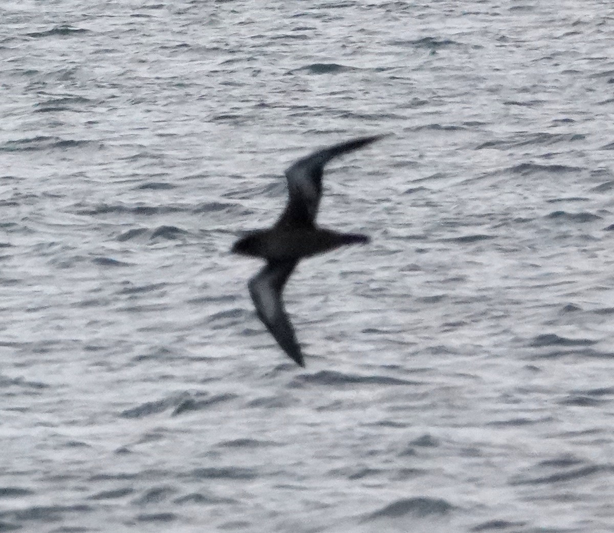 Sooty Shearwater - Peter Woodall