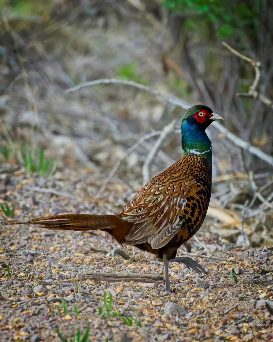 Ring-necked Pheasant - Jeffrey Greene