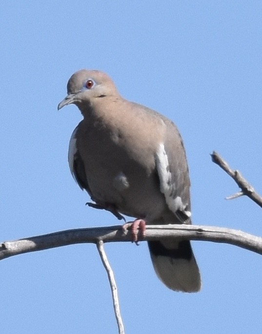 White-winged Dove - ML618007890