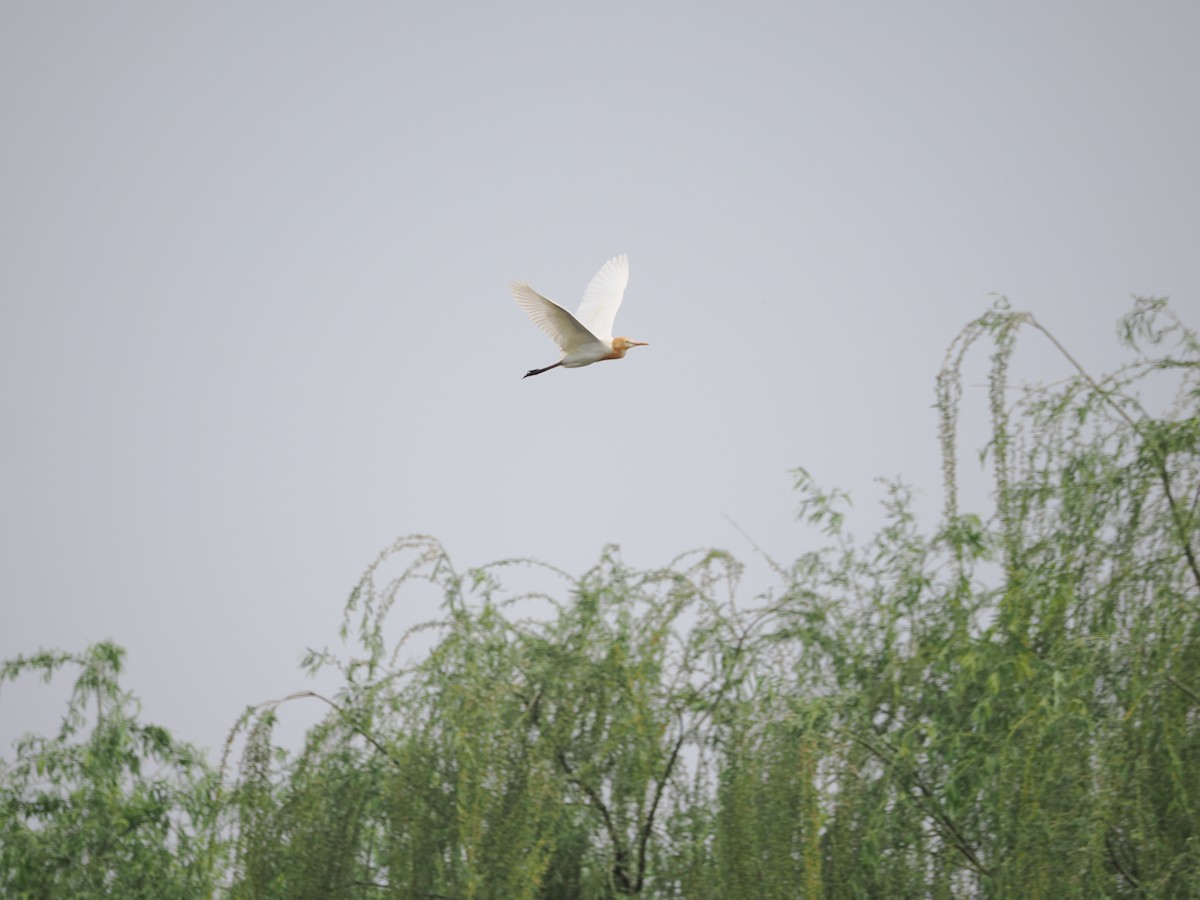 Eastern Cattle Egret - Yawei Zhang