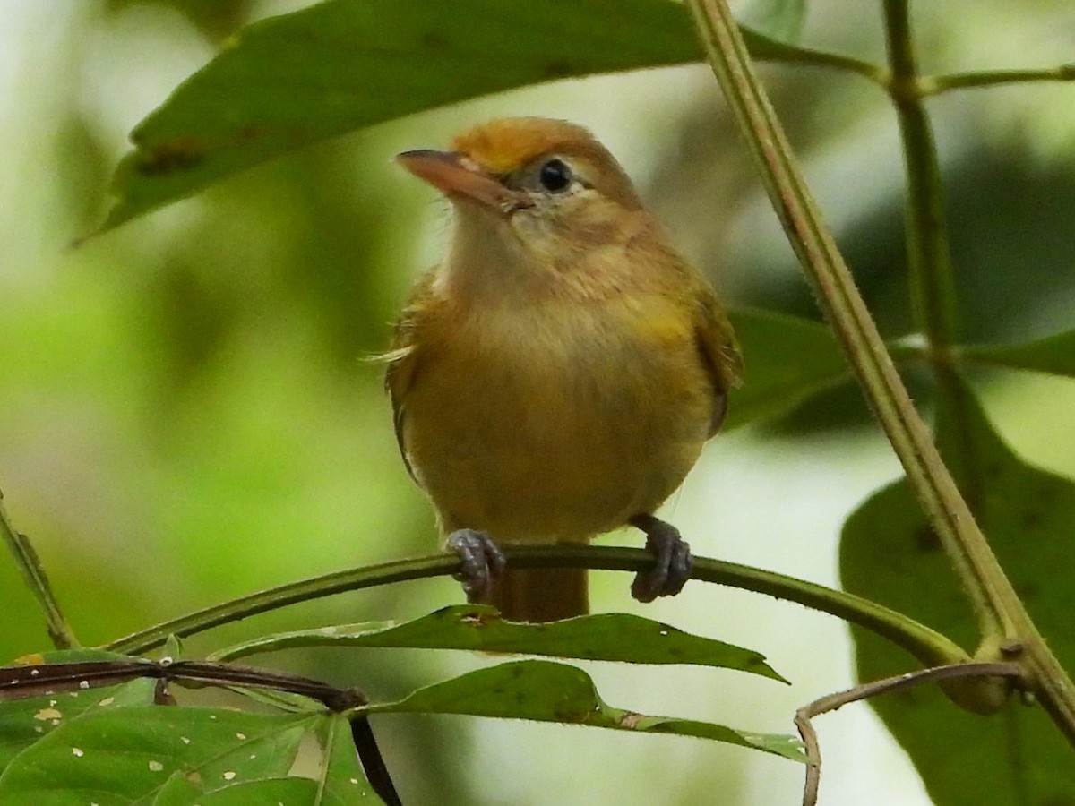 Golden-fronted Greenlet - Mary Leigh
