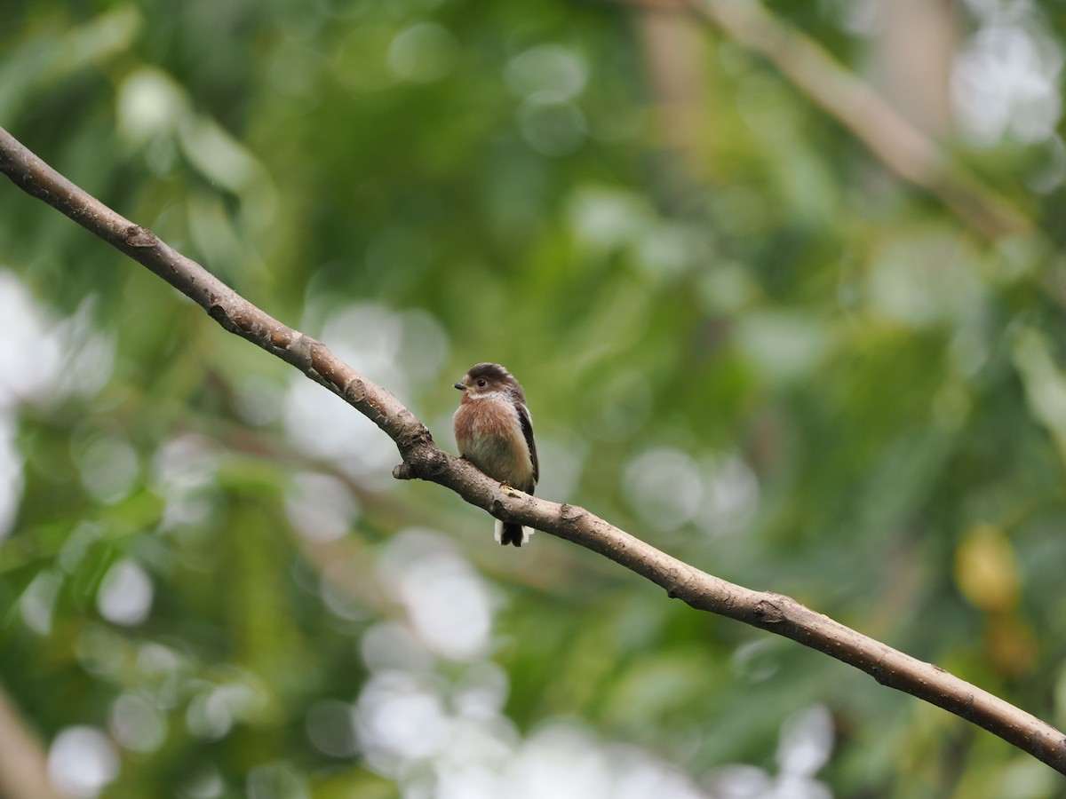 Silver-throated Tit - ML618007939