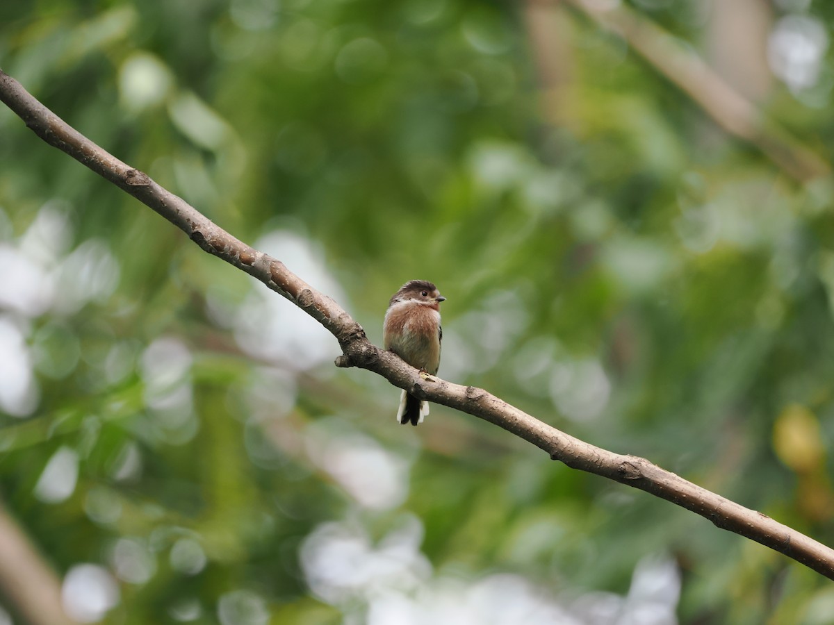 Silver-throated Tit - ML618007940