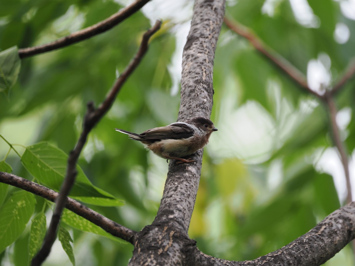 Silver-throated Tit - ML618007942