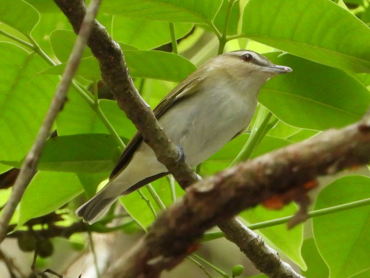 Red-eyed Vireo - Mary Leigh
