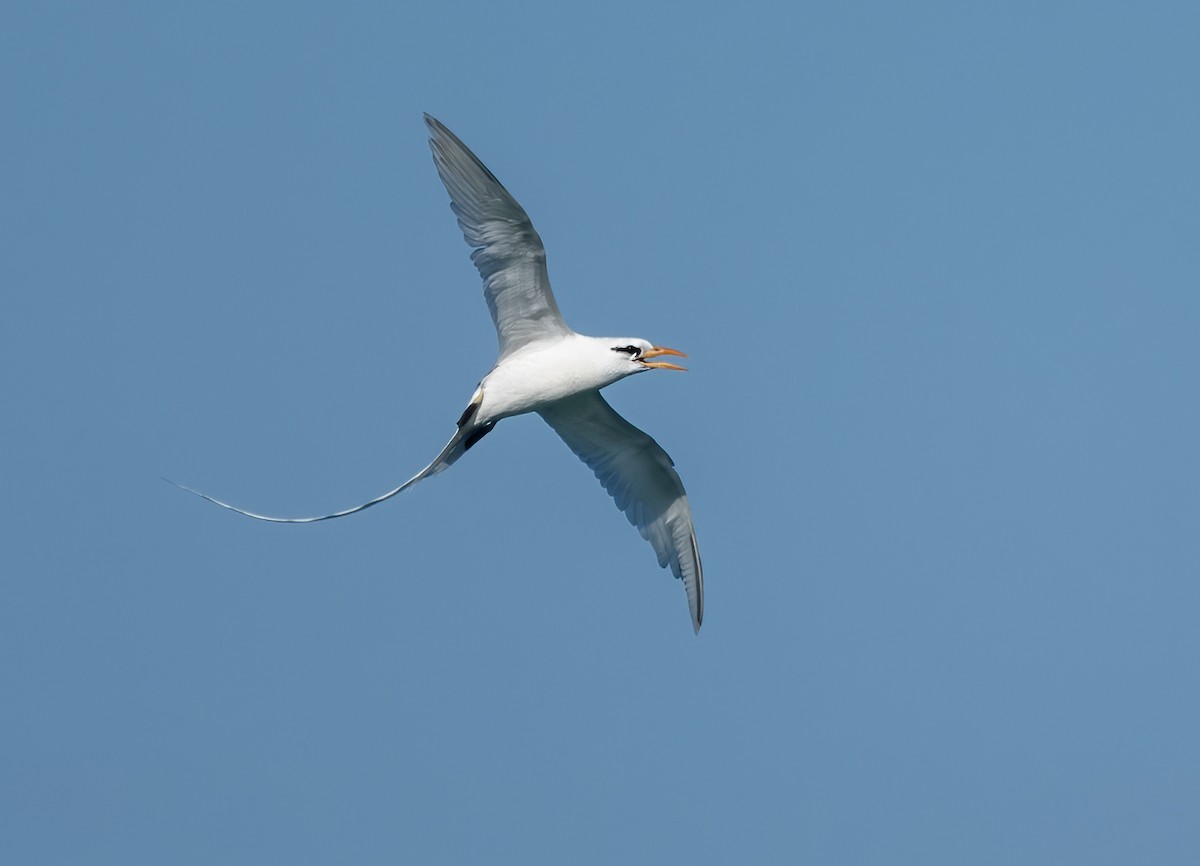 White-tailed Tropicbird - ML618007960