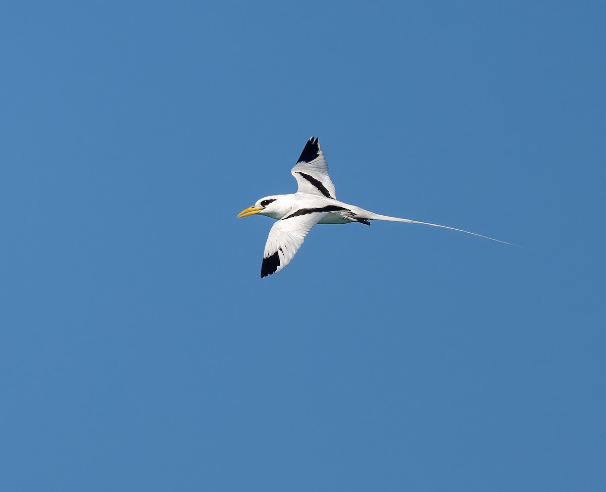 White-tailed Tropicbird - ML618007963