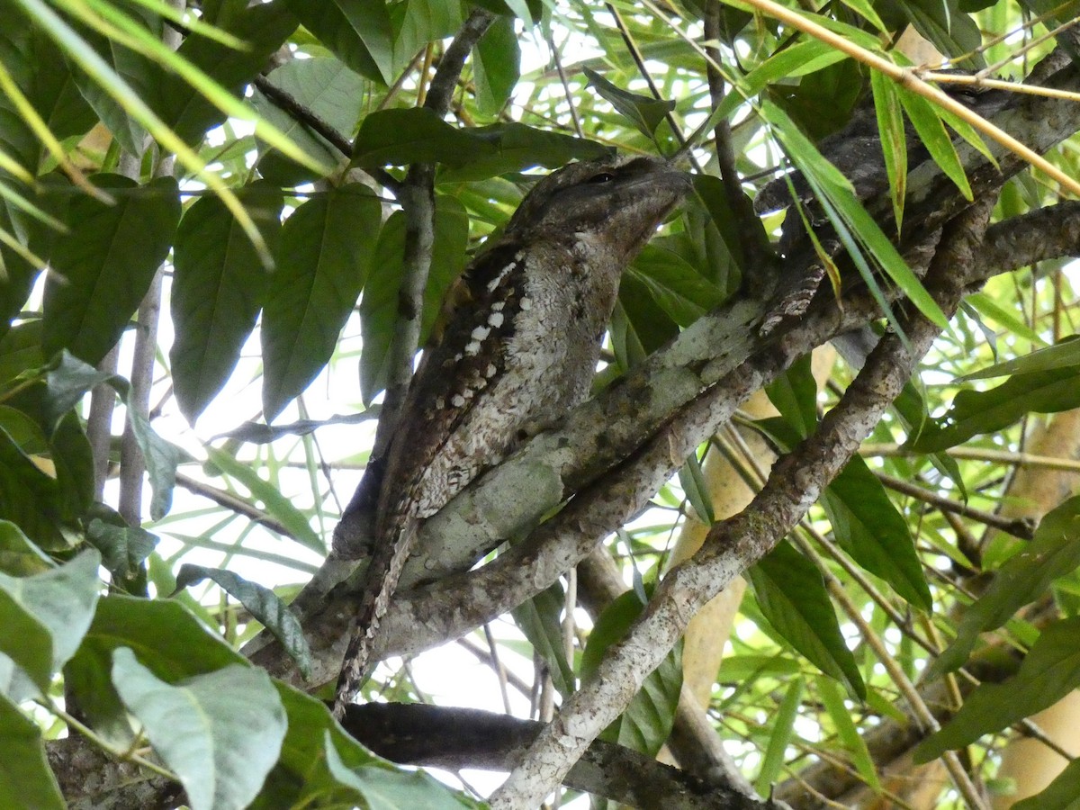Papuan Frogmouth - ML618007966