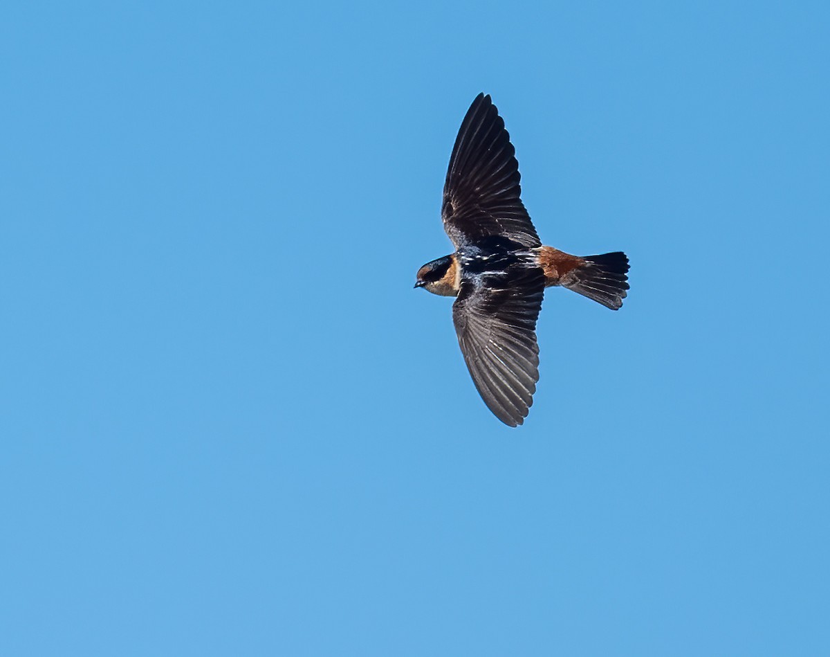 Cave Swallow - ML618007975