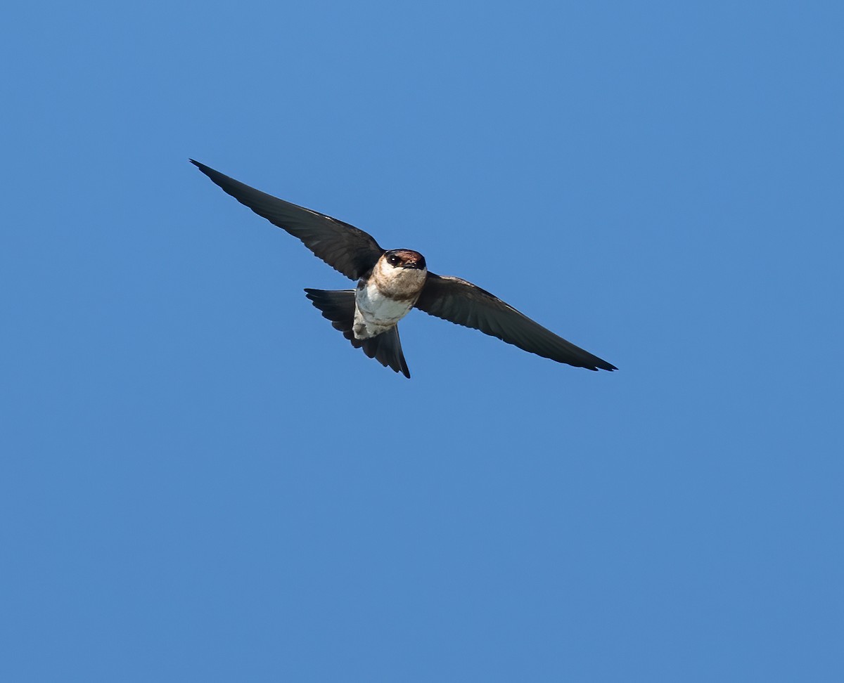 Cave Swallow - ML618007977