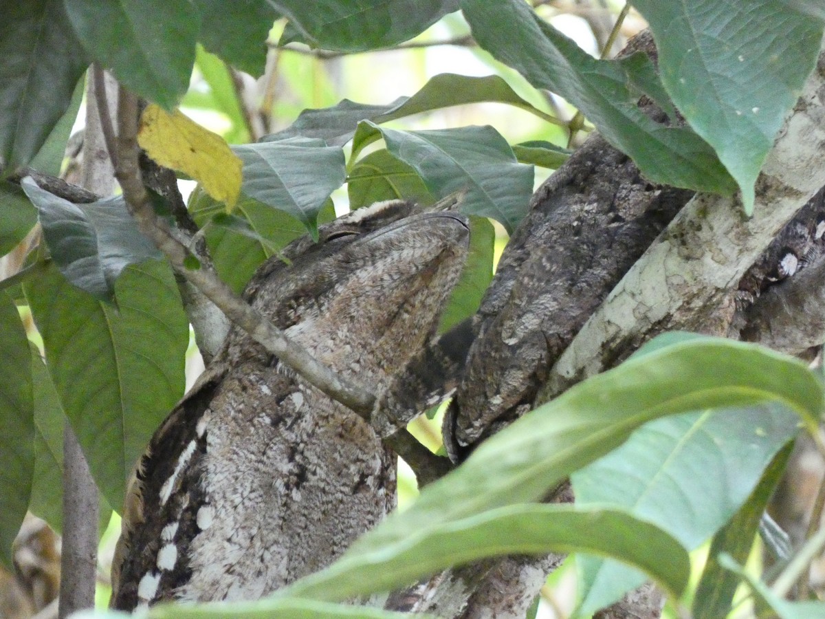 Papuan Frogmouth - ML618007981