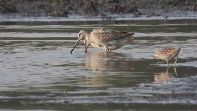 Asian Dowitcher - ML618007982