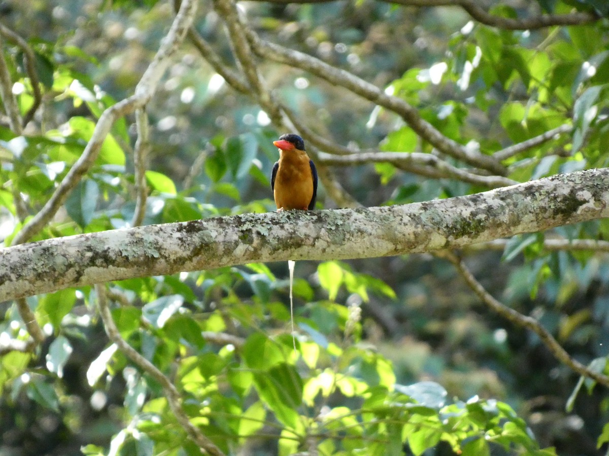 Buff-breasted Paradise-Kingfisher - Ian Starling